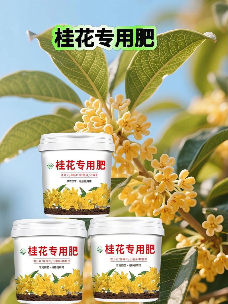 桂花快开花要不要施肥？桂花要开花了怎样浇水施肥?？-第3张图片-优品飞百科