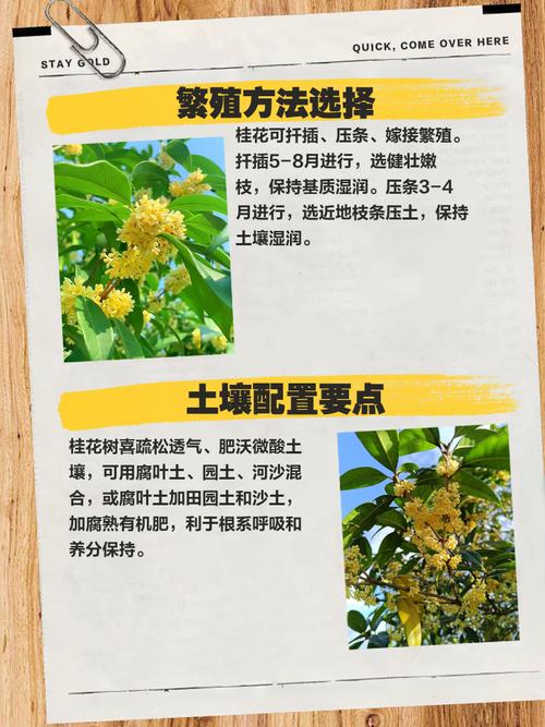 桂花快开花要不要施肥？桂花要开花了怎样浇水施肥?？-第4张图片-优品飞百科