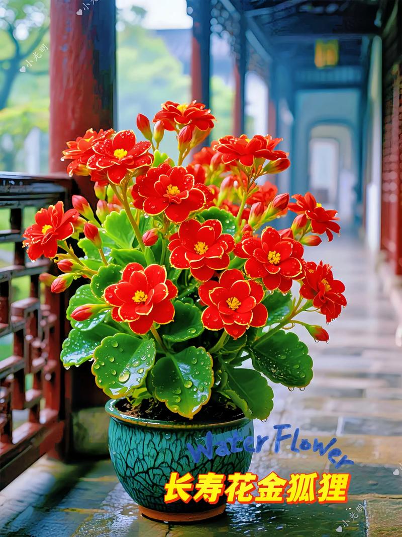 长寿花的寓意是什么?长寿花有什么含义?-第2张图片-优品飞百科 长寿花的寓意是什么?长寿花有什么含义?-第2张图片-优品飞百科