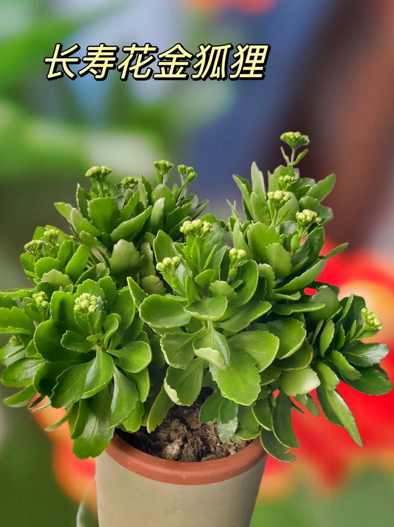长寿花的寓意是什么?长寿花有什么含义?-第3张图片-优品飞百科 长寿花的寓意是什么?长寿花有什么含义?-第3张图片-优品飞百科