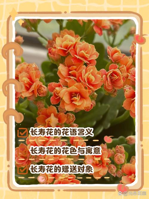长寿花的寓意是什么?长寿花有什么含义?-第4张图片-优品飞百科 长寿花的寓意是什么?长寿花有什么含义?-第4张图片-优品飞百科
