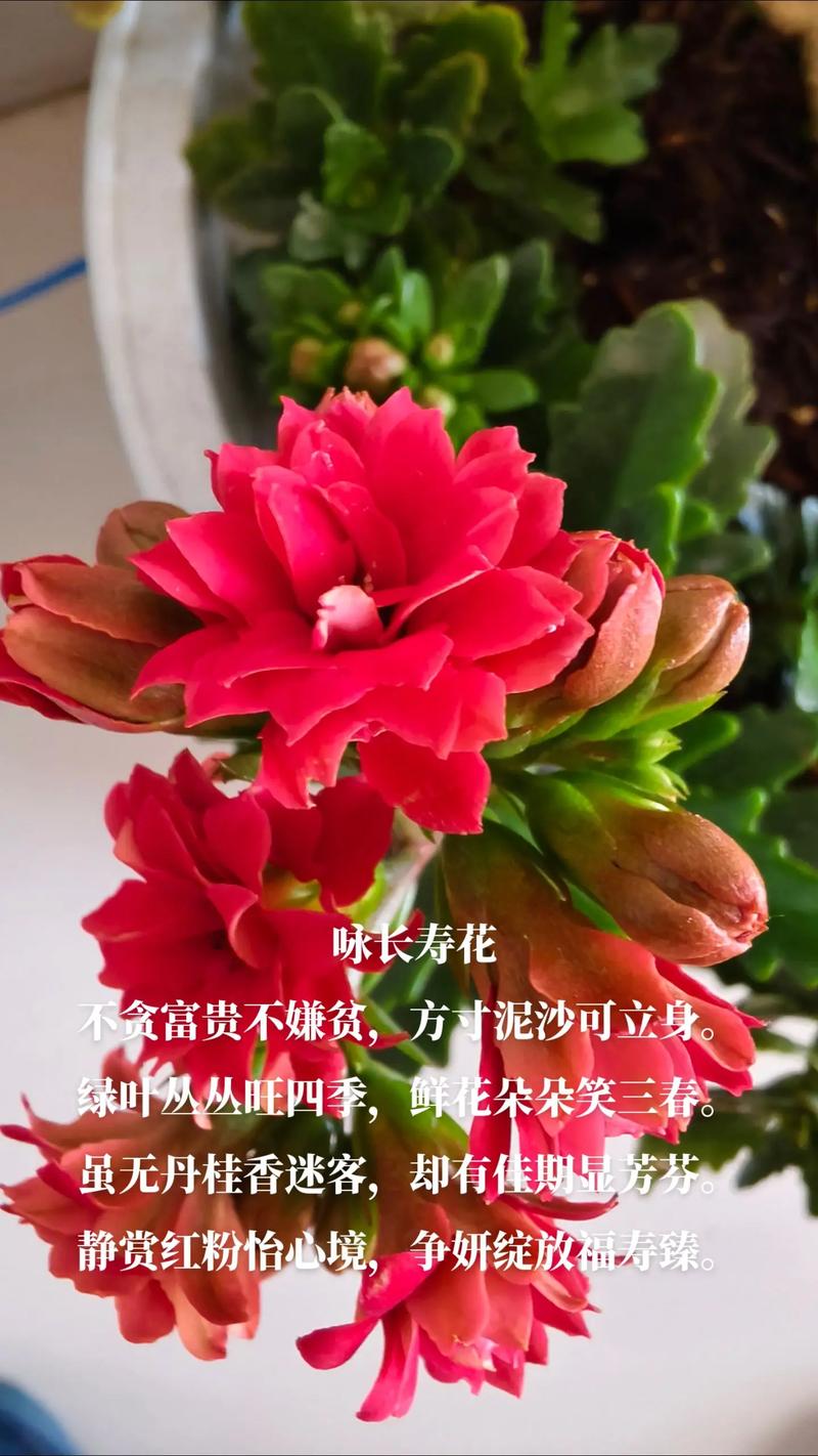 长寿花的寓意是什么?长寿花有什么含义?-第5张图片-优品飞百科 长寿花的寓意是什么?长寿花有什么含义?-第5张图片-优品飞百科
