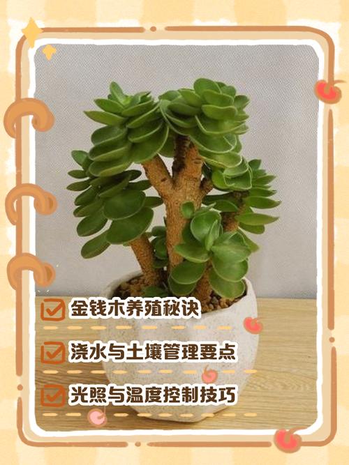 金钱木叶子很薄怎么办，金钱木叶子变软怎么回事？