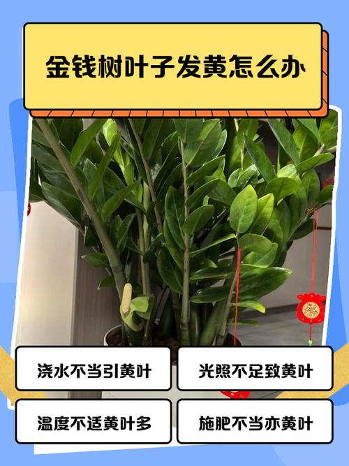 金钱木叶子很薄怎么办，金钱木叶子变软怎么回事？-第6张图片-优品飞百科