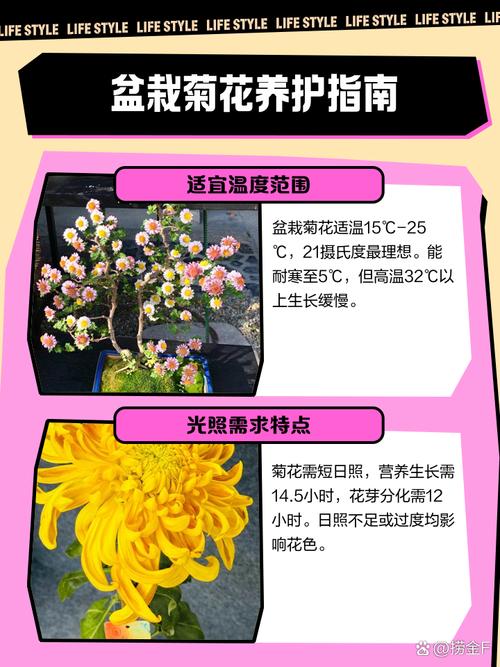 菊花盆栽的养殖方法与注意事项，菊花盆栽的养殖方法与注意事项有哪些？