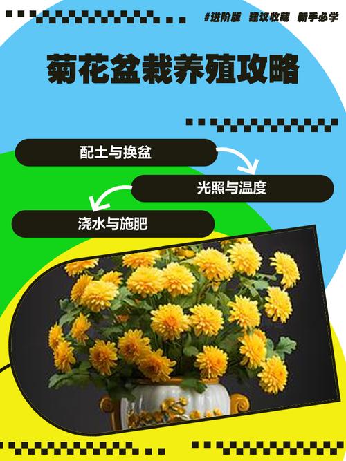 菊花盆栽的养殖方法与注意事项，菊花盆栽的养殖方法与注意事项有哪些？-第2张图片-优品飞百科