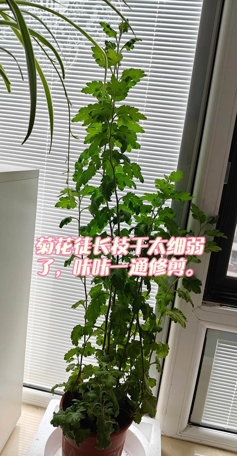 菊花盆栽的养殖方法与注意事项，菊花盆栽的养殖方法与注意事项有哪些？-第4张图片-优品飞百科