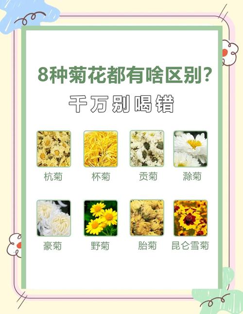 菊花盆栽的养殖方法与注意事项，菊花盆栽的养殖方法与注意事项有哪些？-第5张图片-优品飞百科