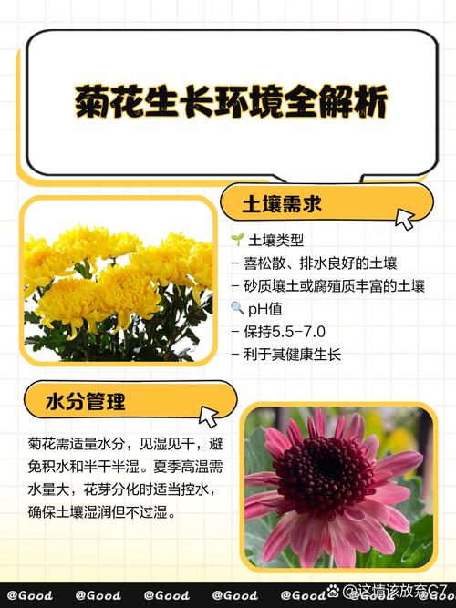 菊花盆栽的养殖方法与注意事项，菊花盆栽的养殖方法与注意事项有哪些？-第6张图片-优品飞百科