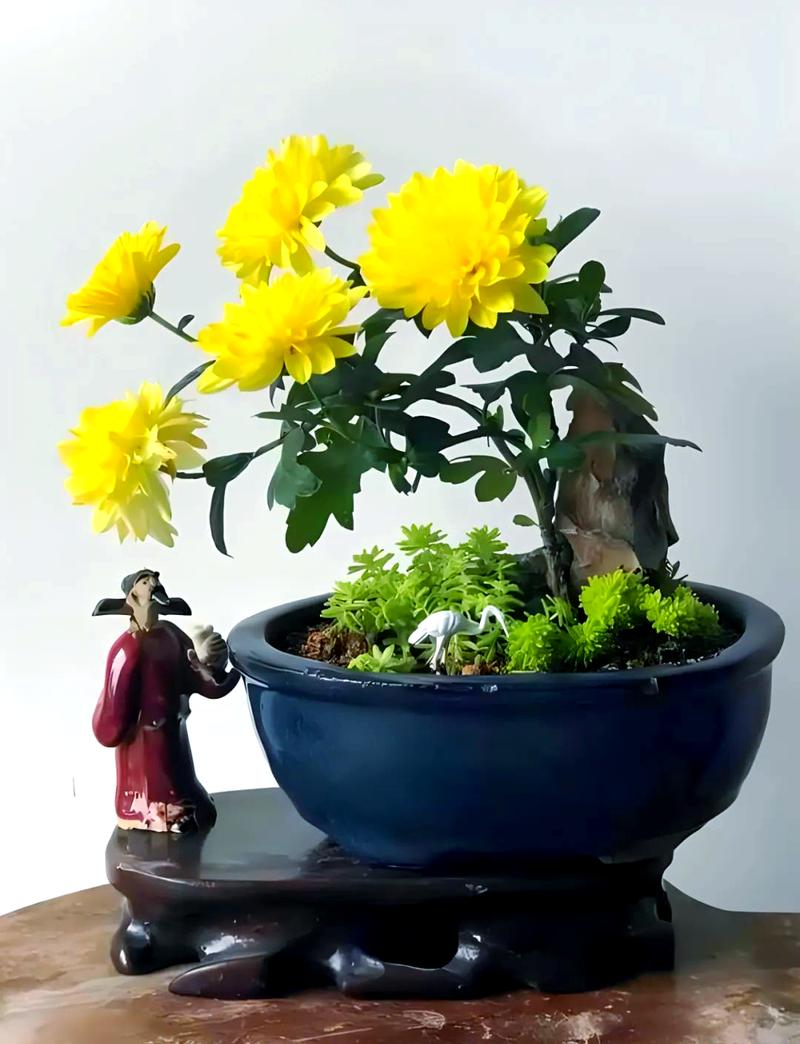 菊花盆栽的养殖方法与注意事项，菊花盆栽的养殖方法与注意事项有哪些？-第7张图片-优品飞百科