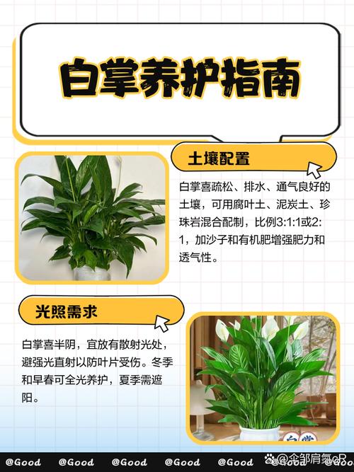 白掌烂根怎么办，白掌烂根了用什么消毒