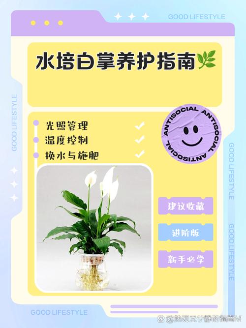白掌烂根怎么办,白掌烂根了用什么消毒-第2张图片-优品飞百科 白掌烂根怎么办,白掌烂根了用什么消毒-第2张图片-优品飞百科