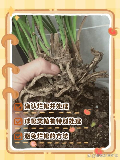 白掌烂根怎么办,白掌烂根了用什么消毒-第3张图片-优品飞百科 白掌烂根怎么办,白掌烂根了用什么消毒-第3张图片-优品飞百科