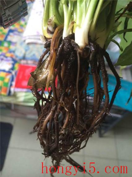白掌烂根怎么办,白掌烂根了用什么消毒-第4张图片-优品飞百科 白掌烂根怎么办,白掌烂根了用什么消毒-第4张图片-优品飞百科