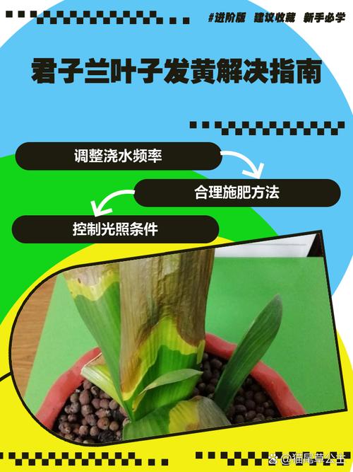 如何使君子兰叶子又绿又亮，如何使君子兰叶子又绿又亮又好看-第3张图片-优品飞百科