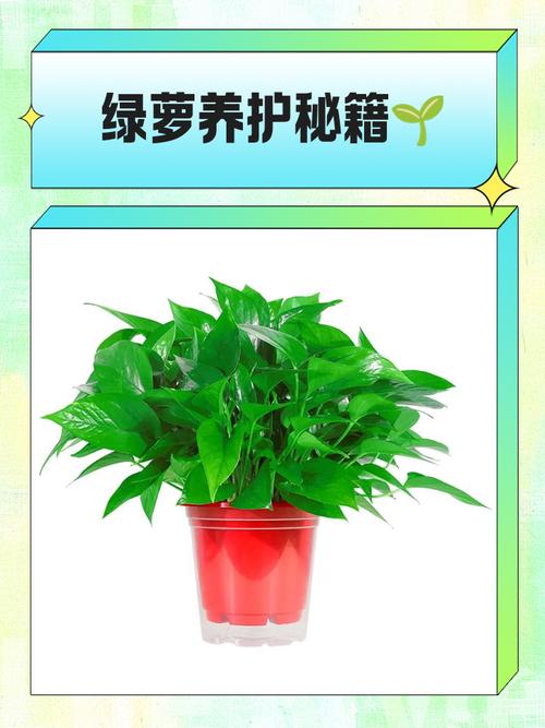 如何使君子兰叶子又绿又亮，如何使君子兰叶子又绿又亮又好看-第4张图片-优品飞百科