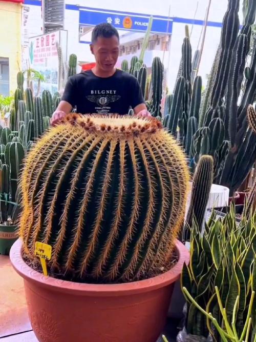 金琥球的常见品种，金琥球的常见品种图片？-第2张图片-优品飞百科