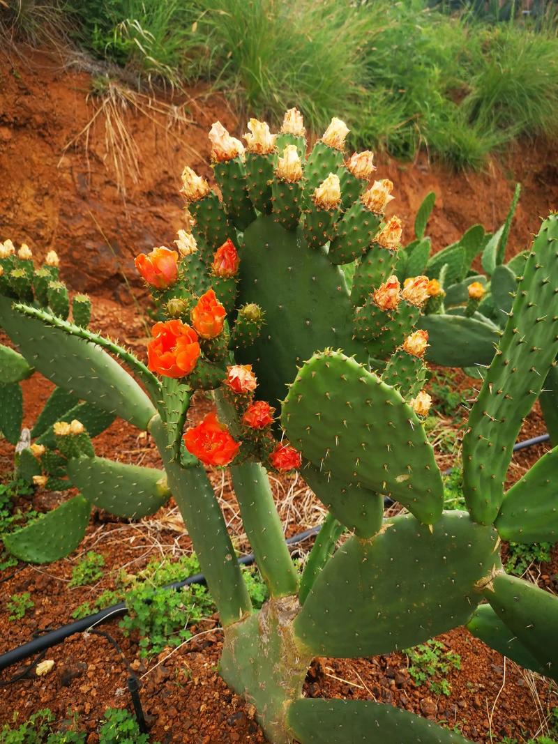 金琥球的常见品种，金琥球的常见品种图片？-第3张图片-优品飞百科