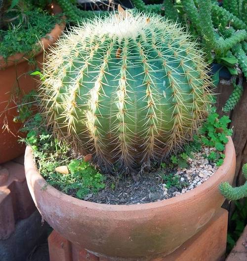 金琥球的常见品种，金琥球的常见品种图片？-第4张图片-优品飞百科