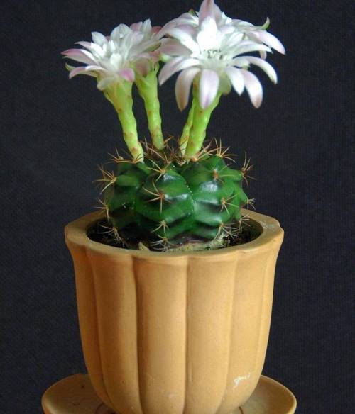 金琥球的常见品种，金琥球的常见品种图片？-第5张图片-优品飞百科