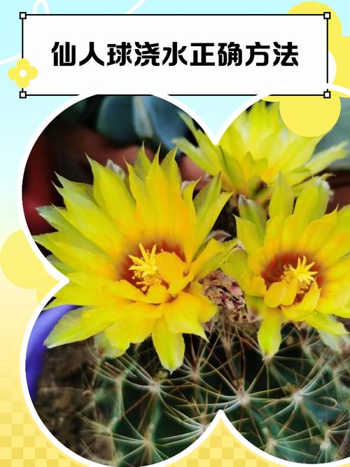 金琥球的常见品种，金琥球的常见品种图片？-第6张图片-优品飞百科