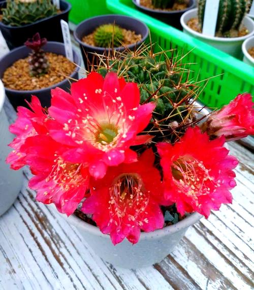 金琥球的常见品种，金琥球的常见品种图片？-第7张图片-优品飞百科