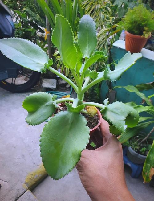 落地生根怎么浇水，落地生根浇什么肥料长粗快-第3张图片-优品飞百科