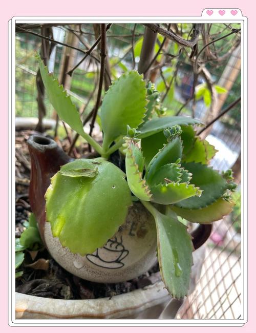 落地生根怎么浇水，落地生根浇什么肥料长粗快-第4张图片-优品飞百科