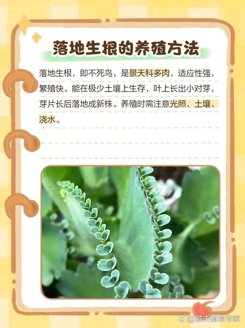 落地生根怎么浇水，落地生根浇什么肥料长粗快-第5张图片-优品飞百科