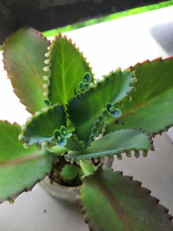 落地生根怎么浇水，落地生根浇什么肥料长粗快-第6张图片-优品飞百科