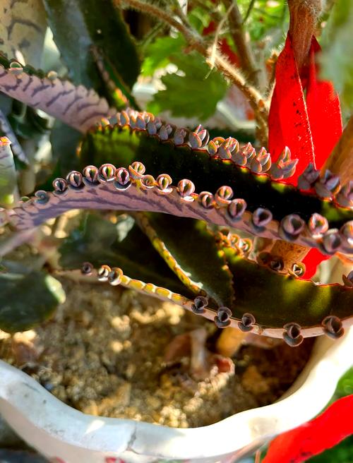 落地生根怎么浇水，落地生根浇什么肥料长粗快-第7张图片-优品飞百科