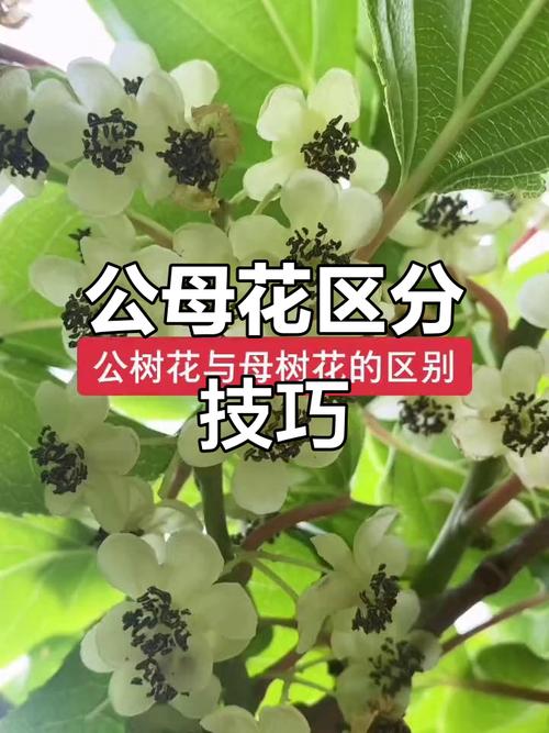 软枣猕猴桃和猕猴桃的区别，是野生的吗？软枣猕猴桃是枣和猕猴桃的杂交嘛？-第2张图片-优品飞百科