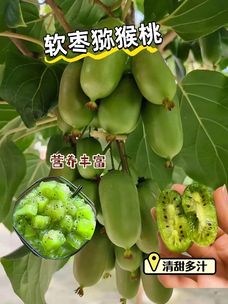 软枣猕猴桃和猕猴桃的区别，是野生的吗？软枣猕猴桃是枣和猕猴桃的杂交嘛？-第3张图片-优品飞百科