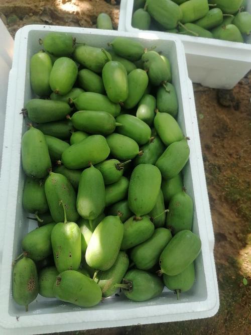 软枣猕猴桃和猕猴桃的区别，是野生的吗？软枣猕猴桃是枣和猕猴桃的杂交嘛？-第4张图片-优品飞百科