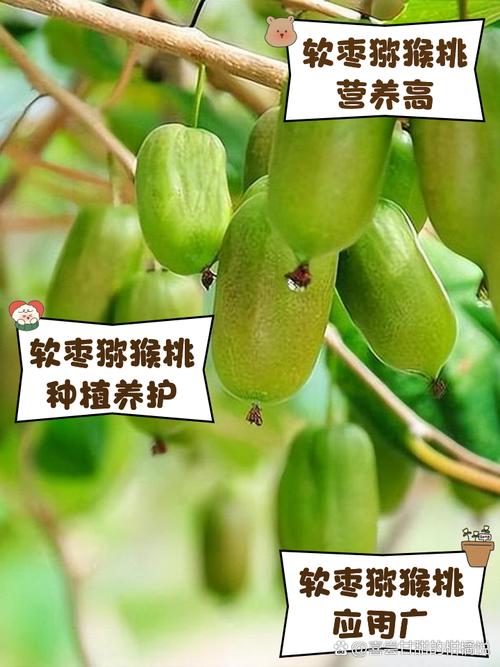 软枣猕猴桃和猕猴桃的区别，是野生的吗？软枣猕猴桃是枣和猕猴桃的杂交嘛？-第5张图片-优品飞百科