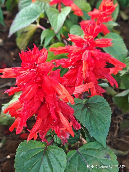 龙面花的养殖方法和注意事项，龙面花的花期多长