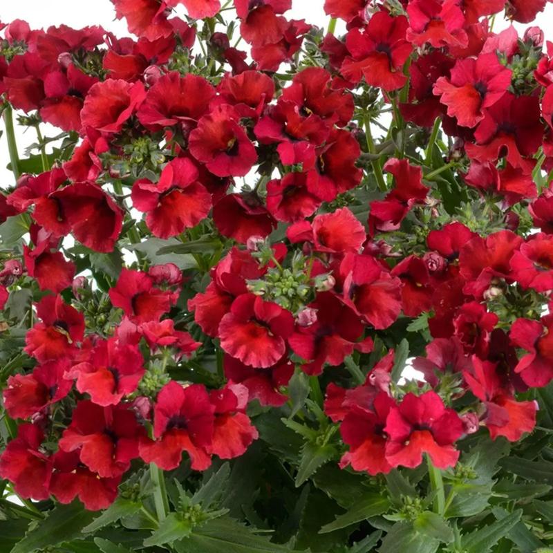 龙面花的养殖方法和注意事项，龙面花的花期多长-第3张图片-优品飞百科