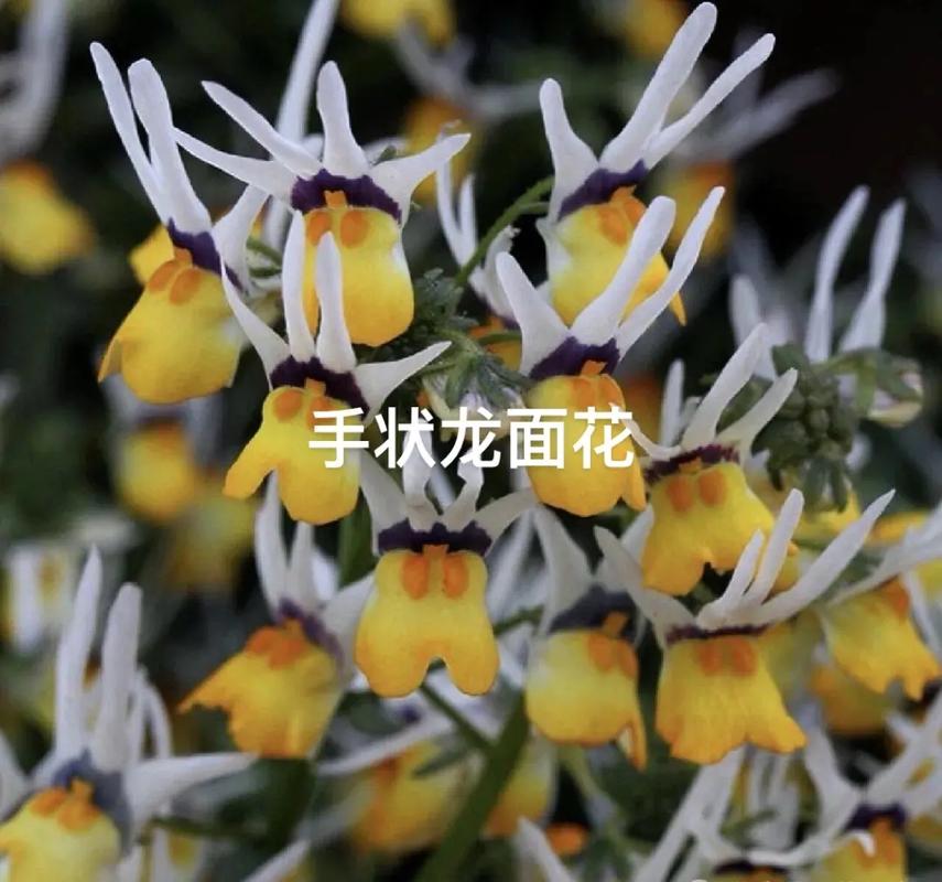 龙面花的养殖方法和注意事项，龙面花的花期多长-第4张图片-优品飞百科