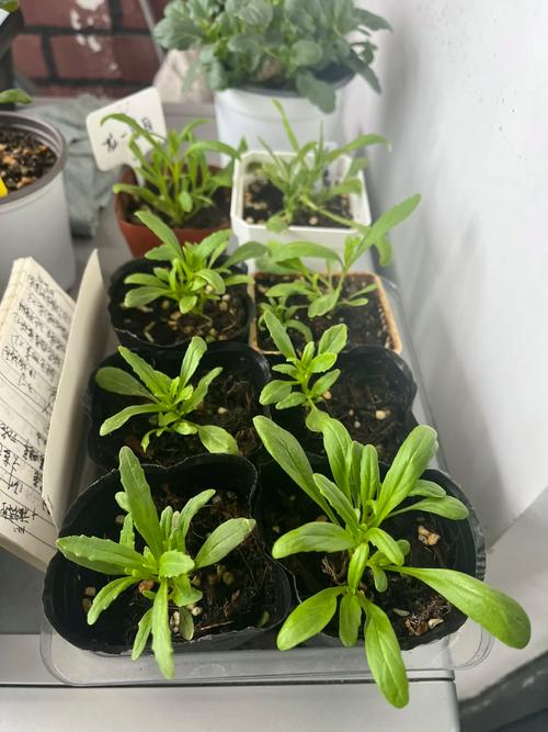 龙面花的养殖方法和注意事项，龙面花的花期多长-第5张图片-优品飞百科