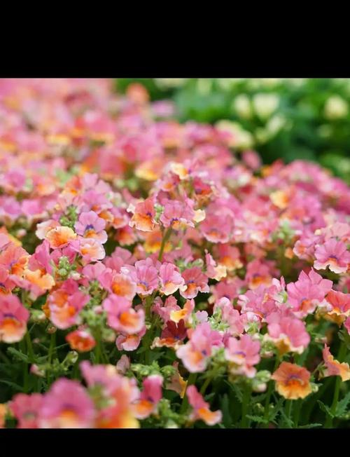 龙面花的养殖方法和注意事项，龙面花的花期多长-第8张图片-优品飞百科