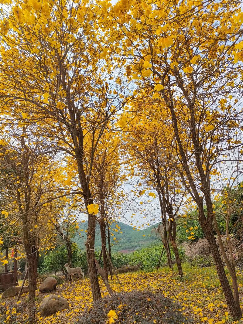 莆田适合养什么花，市花和市树是什么？莆田哪里花多？-第4张图片-优品飞百科