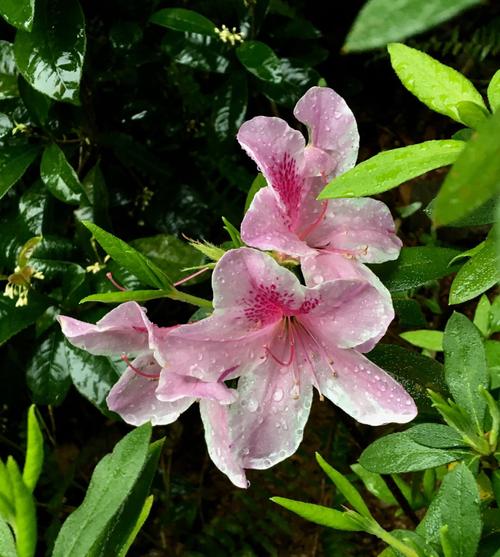 莆田适合养什么花，市花和市树是什么？莆田哪里花多？-第5张图片-优品飞百科