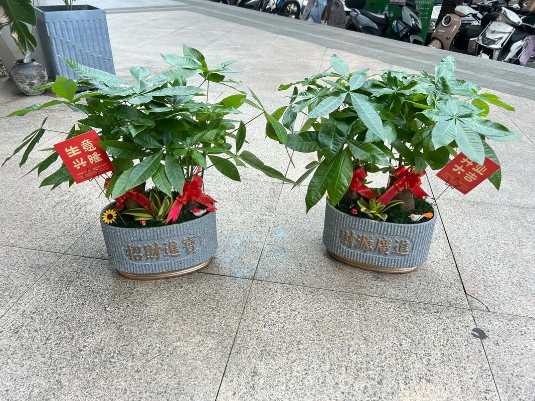 莆田适合养什么花，市花和市树是什么？莆田哪里花多？-第6张图片-优品飞百科