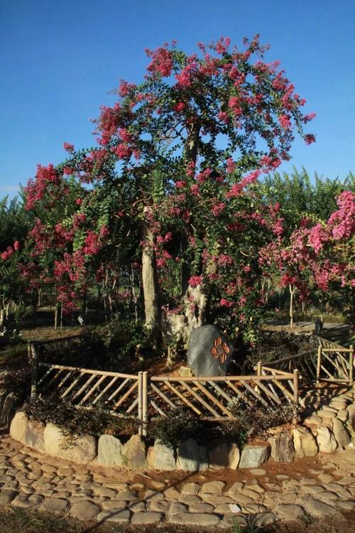 莆田适合养什么花，市花和市树是什么？莆田哪里花多？-第7张图片-优品飞百科