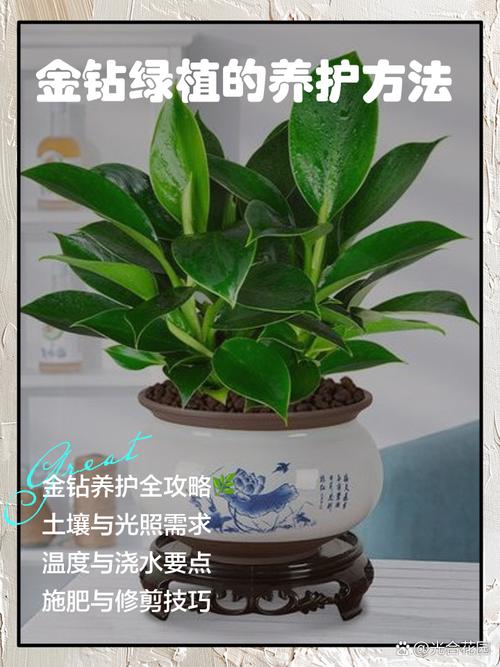 金钻浇什么水，金钻浇水要浇透么-第2张图片-优品飞百科