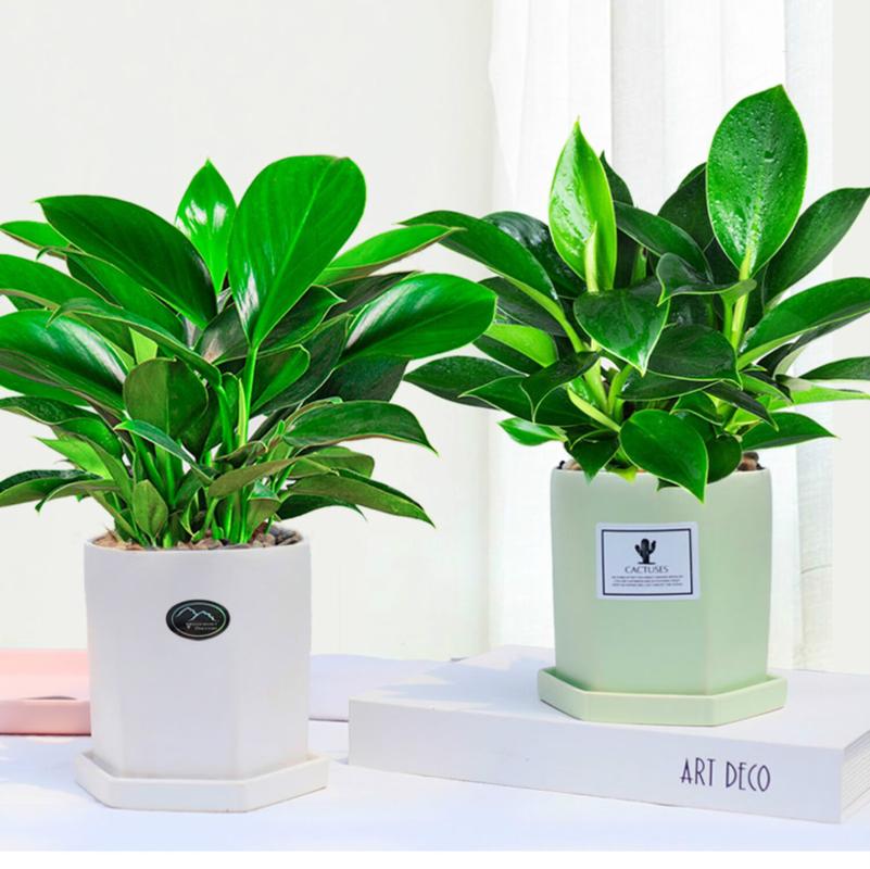 金钻浇什么水，金钻浇水要浇透么-第3张图片-优品飞百科