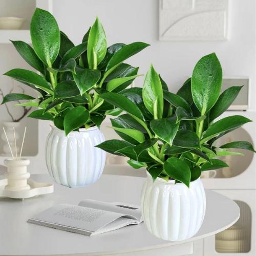 金钻浇什么水，金钻浇水要浇透么-第4张图片-优品飞百科