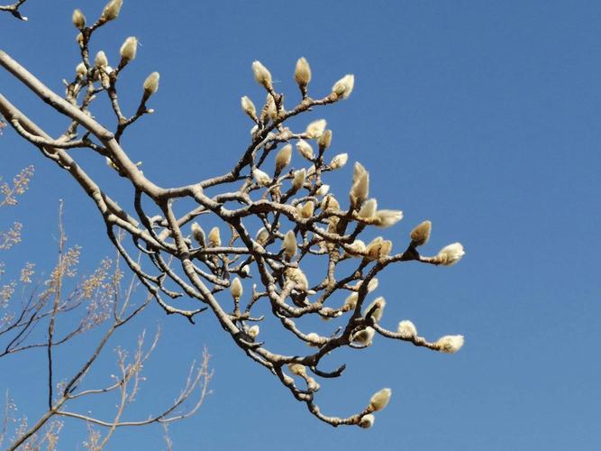 玉兰冬天能开花吗，玉兰花冬天开吗?