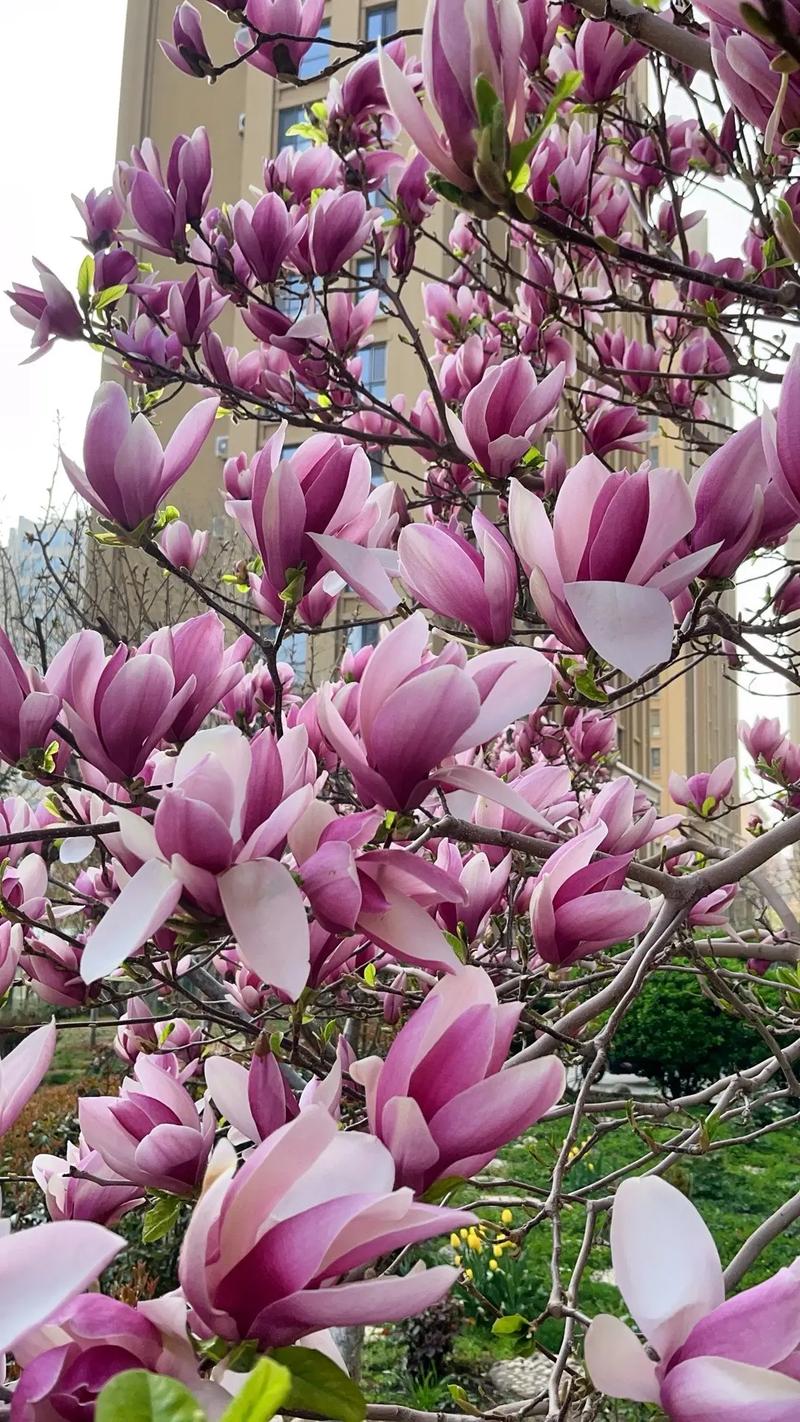 玉兰冬天能开花吗，玉兰花冬天开吗?-第2张图片-优品飞百科