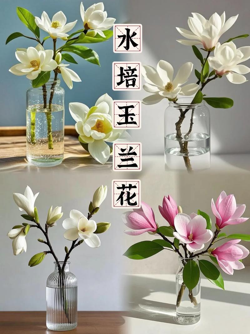 玉兰冬天能开花吗，玉兰花冬天开吗?-第3张图片-优品飞百科